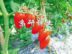 �����t�_1̖-���ѷN��-���зN�I(y��)