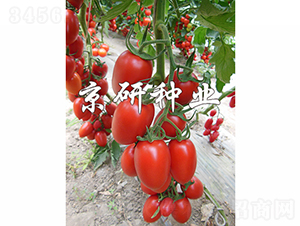 �����t�_2̖-���ѷN��-���зN�I(y��)