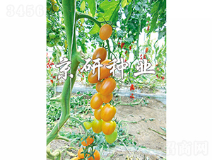 �����ӏ��^-���ѷN��-���зN�I(y��)