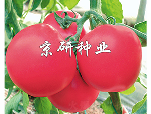 �ɿ�1̖-���ѷN��-���зN�I(y��)