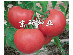 �ɿ�6̖-���ѷN��-���зN�I(y��)