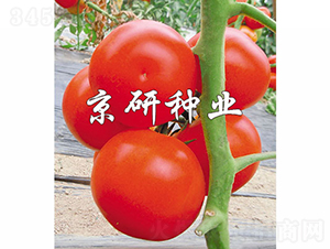 �Ѽt8̖-���ѷN��-���зN�I(y��)