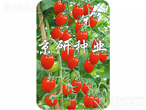 ����6̖-���ѷN��-���зN�I(y��)