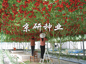 ����6̖-���ѷN��-���зN�I(y��)