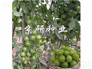 �G��ʯ-���ѷN��-���зN�I(y��)