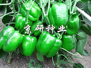 ����109-�����N��-���зN�I(y��)