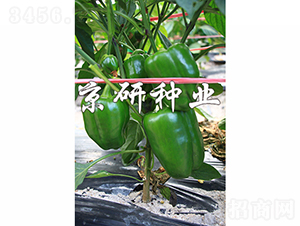 ����805-�����N��-���зN�I(y��)