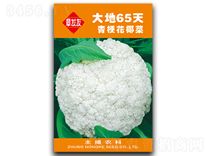 ���65��-��Ҭ�˷N��-�Ƞ�