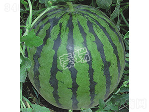 �ش��pϲ-���ϷN��-����