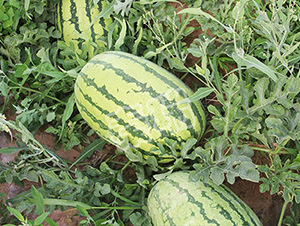 ����(j��)����-���ϷN��-����