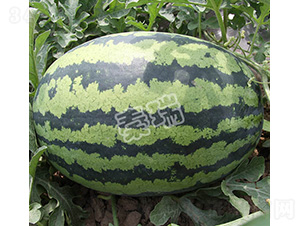 ������̖(h��o)-���ϷN��-����