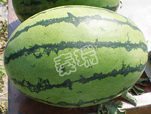 �������-���ϷN��-����