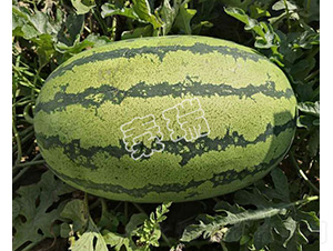 �p�t�����̖(h��o)-���ϷN��-����