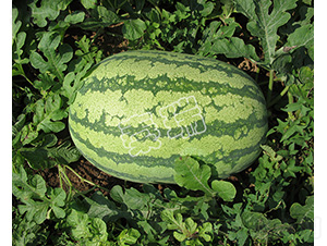 �ش�����̖(h��o)-���ϷN��-����