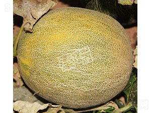 �G���-��ϷN��-����