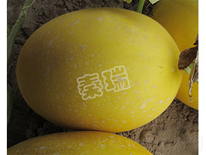 �t�M��-��ϷN��-����