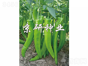 ����208-�����N��-���зN�I(y��)