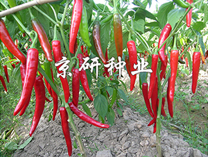 ��������108-�����N��-���зN�I(y��)