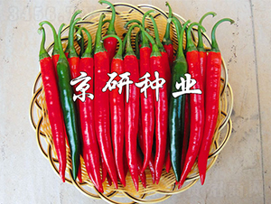 ����418-�����N��-���зN�I(y��)