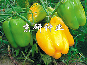 ����3̖(h��o)-�����N��-���зN�I(y��)