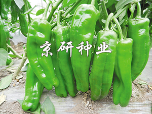 ����901-�����N��-���зN�I(y��)