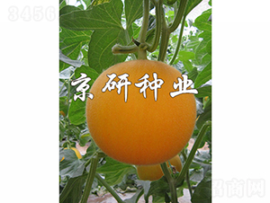 ����̫�(y��ng)-��ϷN��-���зN�I(y��)