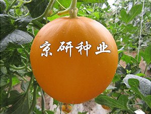 ����ɯ��2̖(h��o)-��ϷN��-���зN�I(y��)