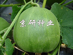 ����G��2̖(h��o)-��ϷN��-���зN�I(y��)