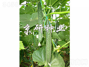 ����106-�S�ϷN��-���зN�I(y��)