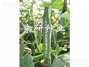 ���оG��1249-�S�ϷN��-���зN�I(y��)