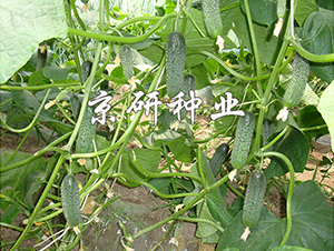 ������n�S��1592-�S�ϷN��-���зN�I(y��)