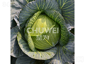 ����G-���{(l��n)�N��-��������