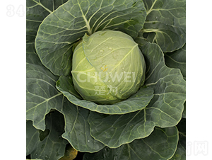 �G��ɏ-���{(l��n)�N��-��������