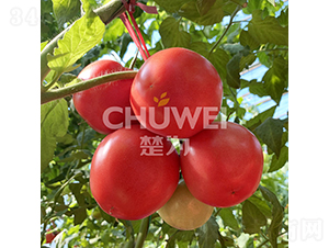 ����8A06-���ѷN��-��������