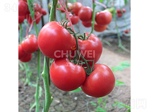 ����8A41-���ѷN��-��������