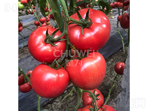 ����S500-���ѷN��-��������