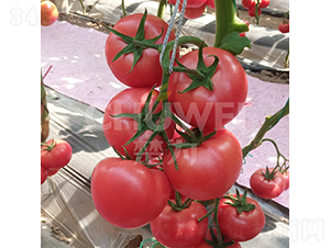 ����-���ѷN��-��������