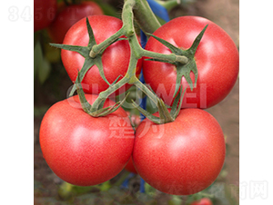 ϲ�혷-���ѷN��-��������