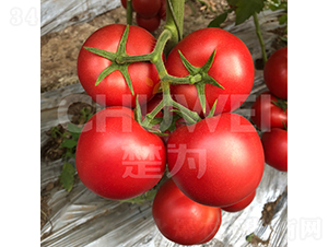 ��������̖-���ѷN��-��������