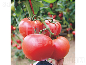 һҊ���520-���ѷN��-��������