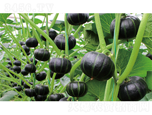 �nؐ2̖-�ϹϷN��-�����N�I(y��)