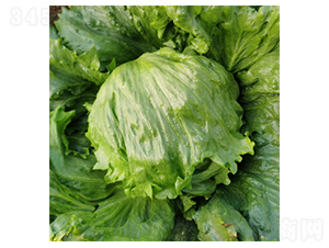 ʥ��˼-���˷N��-�����N�I(y��)