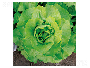 ��������-���˷N��-�����N�I(y��)