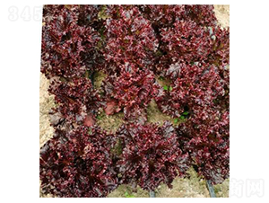 ������ȹ-���˷N��-�����N�I(y��)