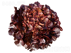 ��������-���˷N��-�����N�I(y��)