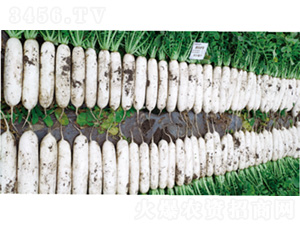 ����2̖(h��o)-�}���N��-�����N�I(y��)