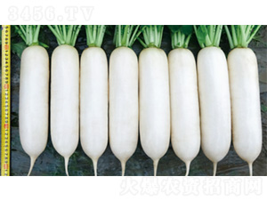 ����2̖(h��o)-�}���N��-�����N�I(y��)