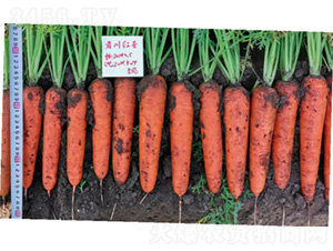 �����tʥ-���}���N��-�����N�I(y��)