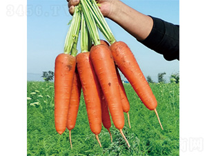 ����1̖-���}���N��-�����N�I(y��)