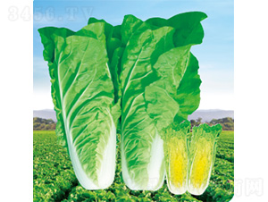 ������-��˷N��-�����N�I(y��)